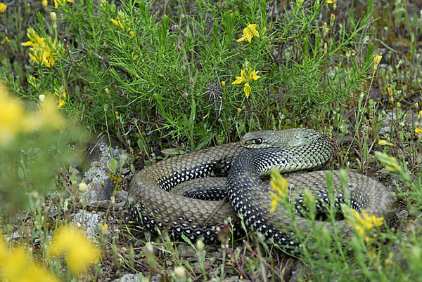 Europäische Eidechsennatter (Malpolon monspessulanus)