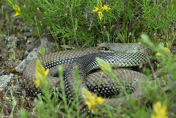 Europäische Eidechsennatter (Malpolon monspessulanus)