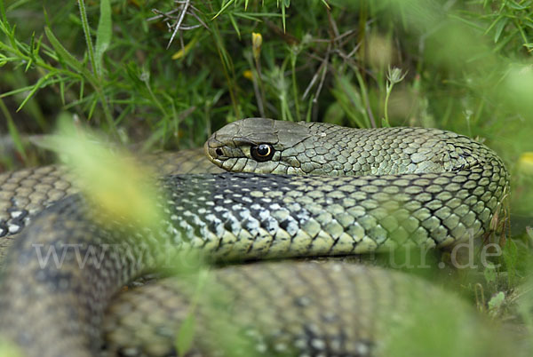 Europäische Eidechsennatter (Malpolon monspessulanus)