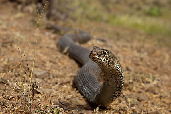 Europäische Eidechsennatter (Malpolon monspessulanus)