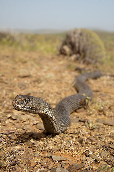 Europäische Eidechsennatter (Malpolon monspessulanus)