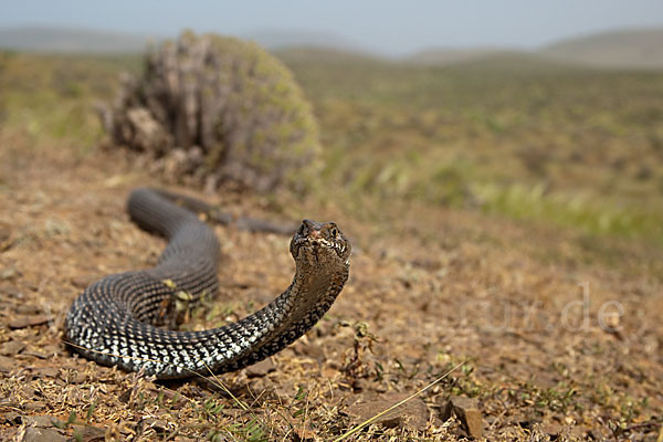 Europäische Eidechsennatter (Malpolon monspessulanus)