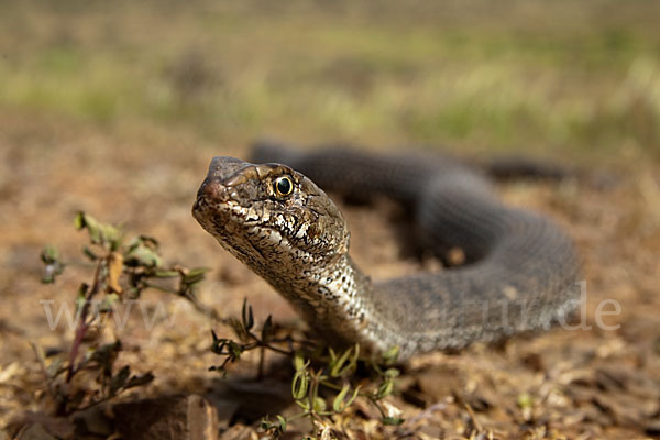 Europäische Eidechsennatter (Malpolon monspessulanus)