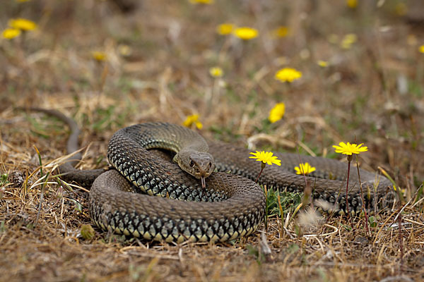 Europäische Eidechsennatter (Malpolon monspessulanus)