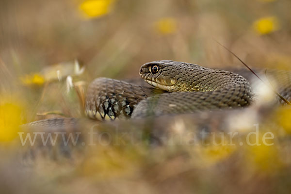 Europäische Eidechsennatter (Malpolon monspessulanus)