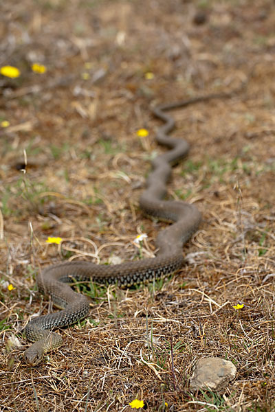 Europäische Eidechsennatter (Malpolon monspessulanus)