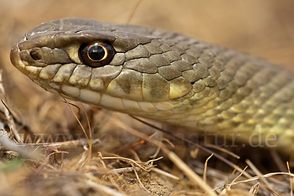 Europäische Eidechsennatter (Malpolon monspessulanus)