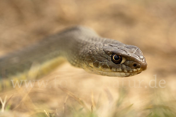 Europäische Eidechsennatter (Malpolon monspessulanus)