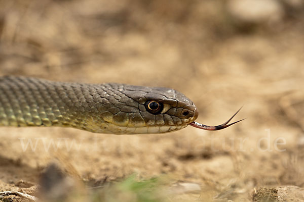 Europäische Eidechsennatter (Malpolon monspessulanus)