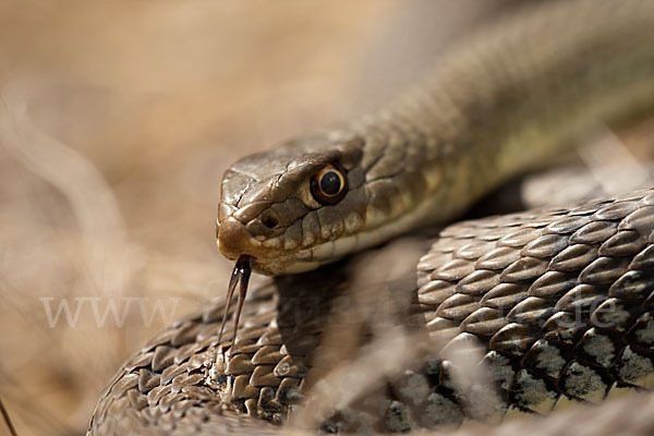 Europäische Eidechsennatter (Malpolon monspessulanus)