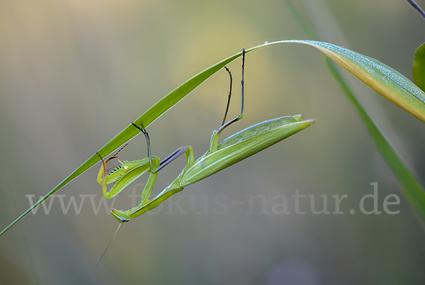 Europäische Gottesanbeterin (Mantis religiosa)