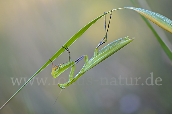 Europäische Gottesanbeterin (Mantis religiosa)