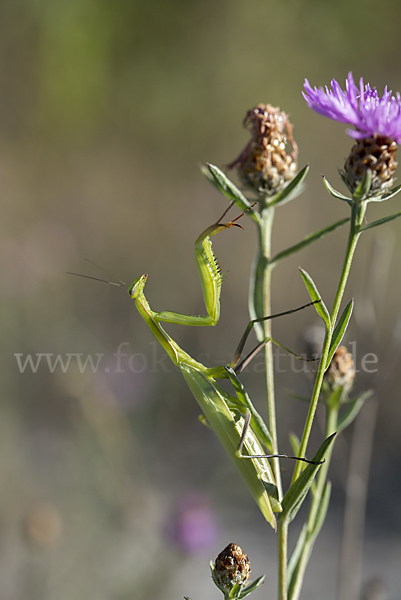 Europäische Gottesanbeterin (Mantis religiosa)