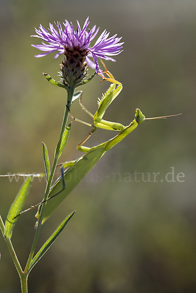 Europäische Gottesanbeterin (Mantis religiosa)