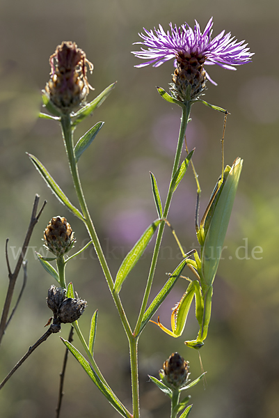 Europäische Gottesanbeterin (Mantis religiosa)