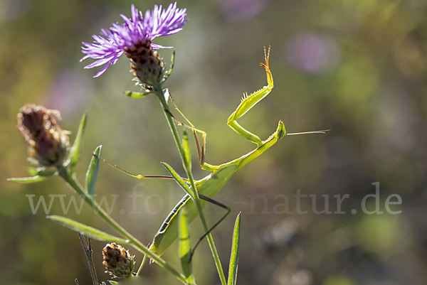 Europäische Gottesanbeterin (Mantis religiosa)