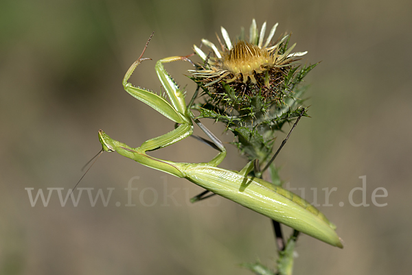 Europäische Gottesanbeterin (Mantis religiosa)