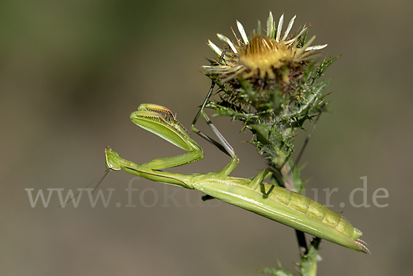 Europäische Gottesanbeterin (Mantis religiosa)