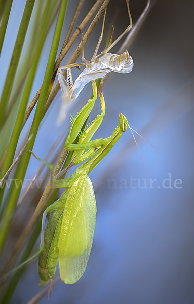 Europäische Gottesanbeterin (Mantis religiosa)