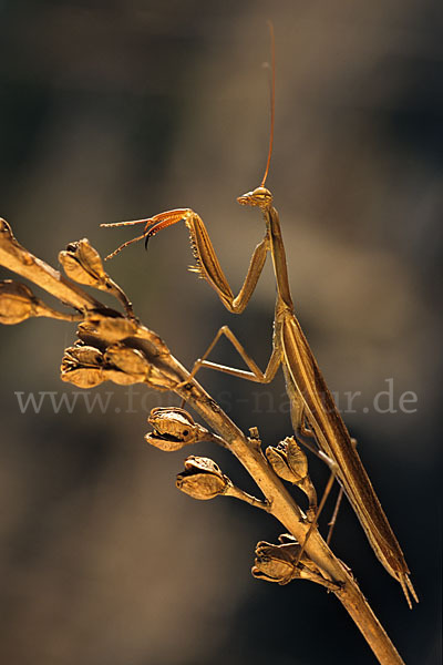 Europäische Gottesanbeterin (Mantis religiosa)