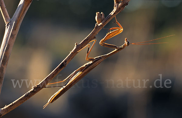 Europäische Gottesanbeterin (Mantis religiosa)