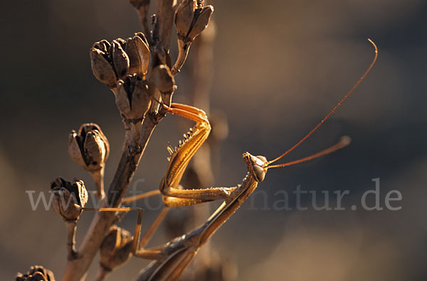 Europäische Gottesanbeterin (Mantis religiosa)