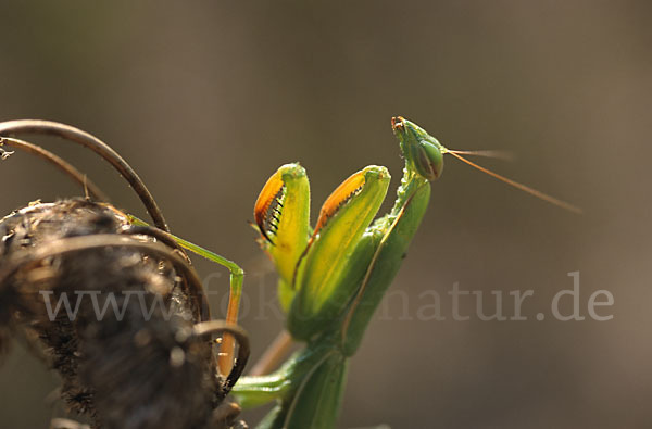 Europäische Gottesanbeterin (Mantis religiosa)