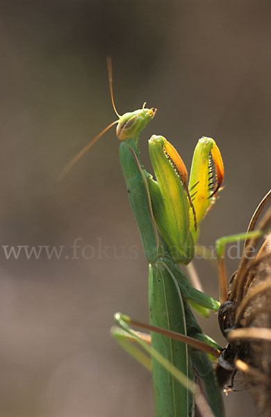 Europäische Gottesanbeterin (Mantis religiosa)