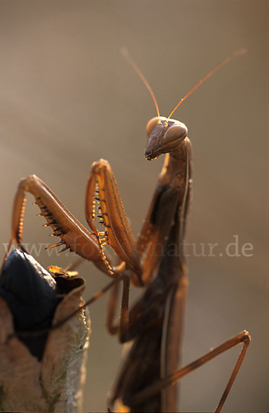 Europäische Gottesanbeterin (Mantis religiosa)