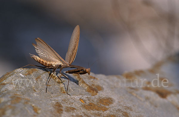 Europäische Gottesanbeterin (Mantis religiosa)