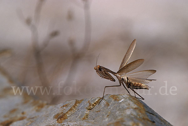 Europäische Gottesanbeterin (Mantis religiosa)