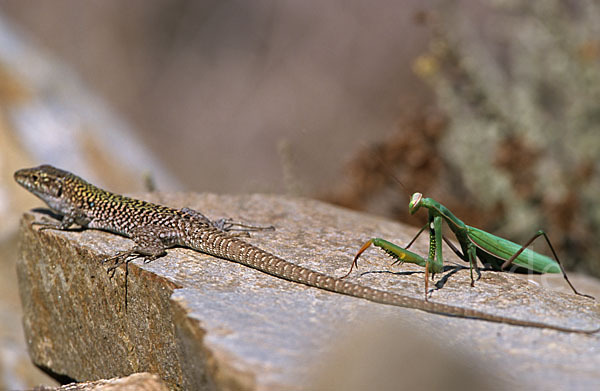 Europäische Gottesanbeterin (Mantis religiosa)