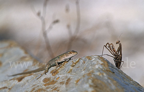 Europäische Gottesanbeterin (Mantis religiosa)