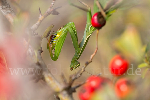 Europäische Gottesanbeterin (Mantis religiosa)