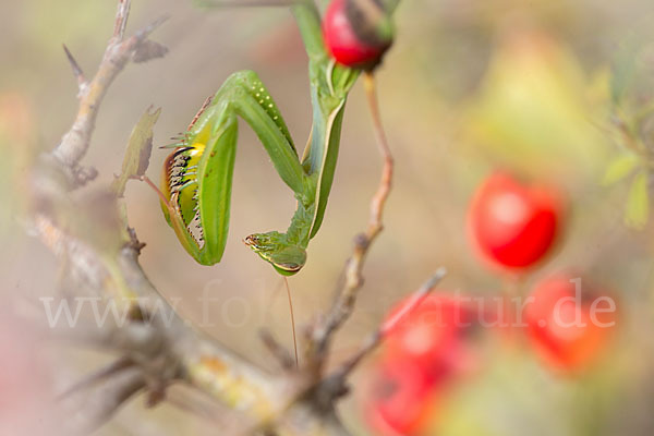 Europäische Gottesanbeterin (Mantis religiosa)