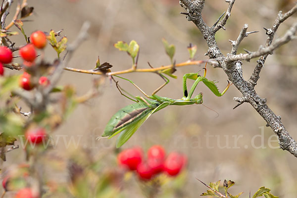 Europäische Gottesanbeterin (Mantis religiosa)