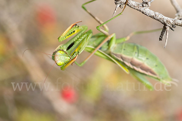 Europäische Gottesanbeterin (Mantis religiosa)