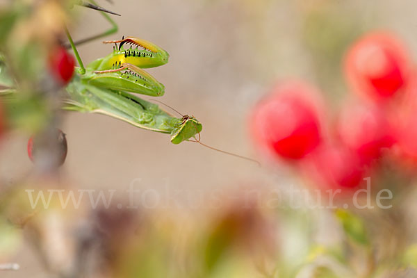 Europäische Gottesanbeterin (Mantis religiosa)