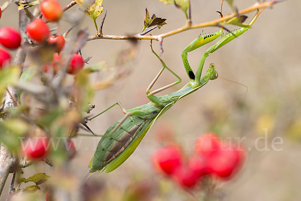 Europäische Gottesanbeterin (Mantis religiosa)