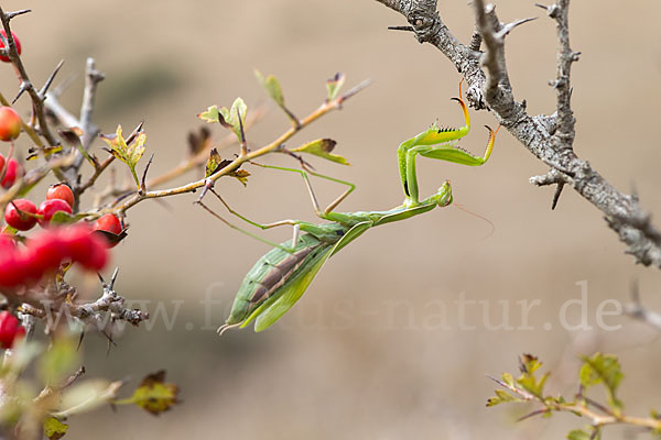 Europäische Gottesanbeterin (Mantis religiosa)