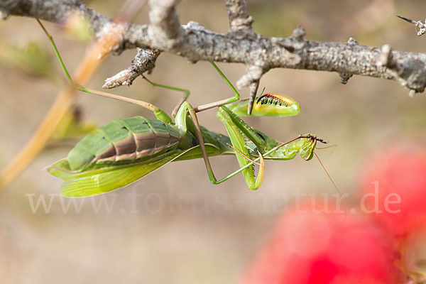 Europäische Gottesanbeterin (Mantis religiosa)