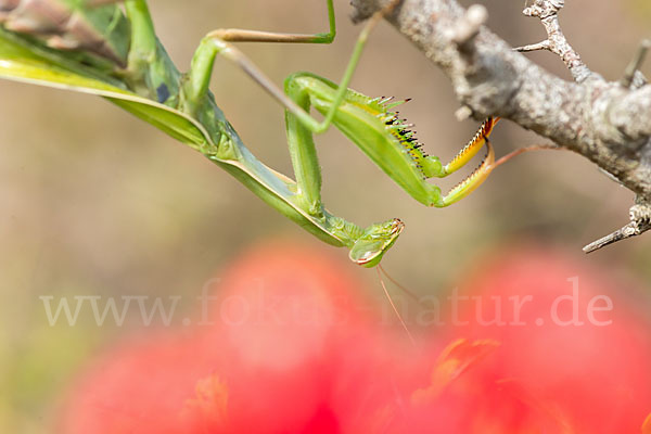 Europäische Gottesanbeterin (Mantis religiosa)