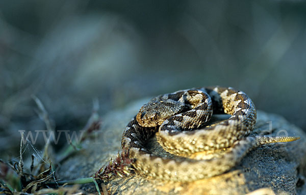 Europäische Hornotter (Vipera ammodytes)