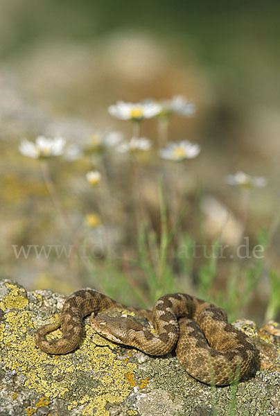 Europäische Hornotter (Vipera ammodytes)