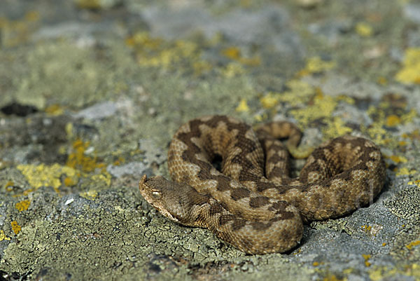 Europäische Hornotter (Vipera ammodytes)