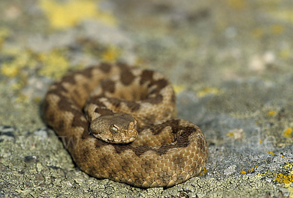 Europäische Hornotter (Vipera ammodytes)