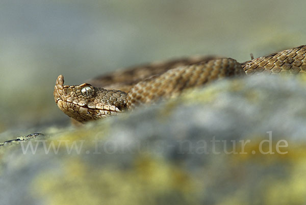 Europäische Hornotter (Vipera ammodytes)