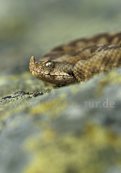 Europäische Hornotter (Vipera ammodytes)