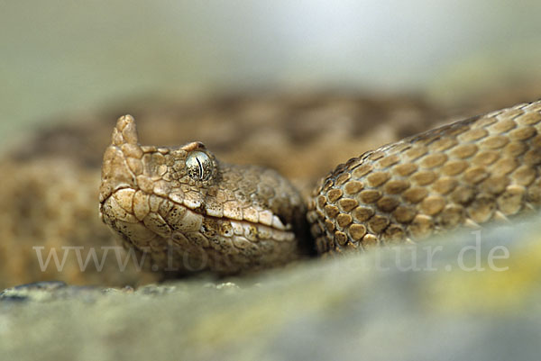 Europäische Hornotter (Vipera ammodytes)