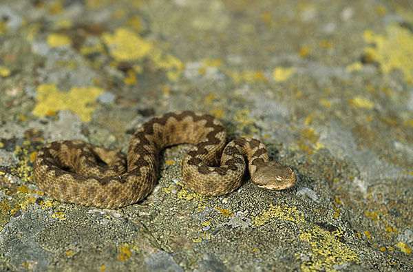 Europäische Hornotter (Vipera ammodytes)